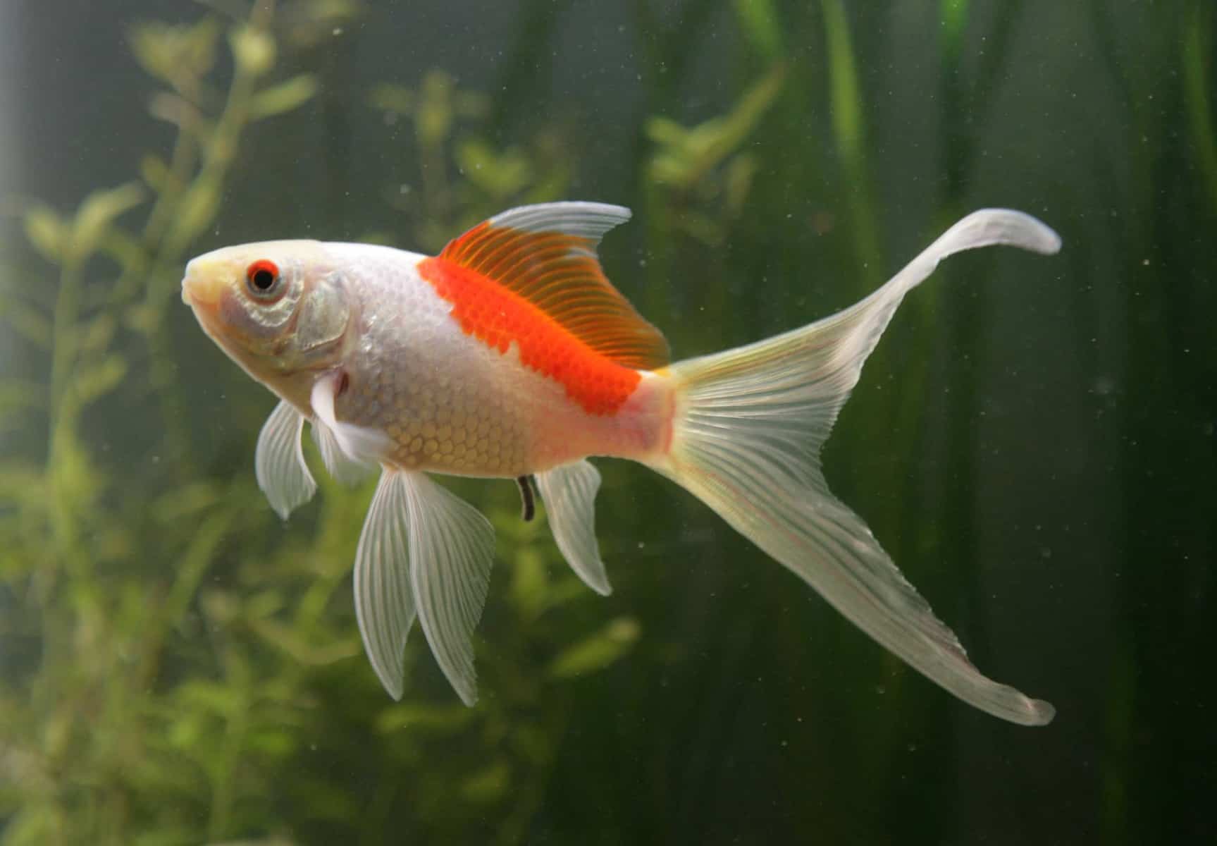 Ikan Komet Sarasa